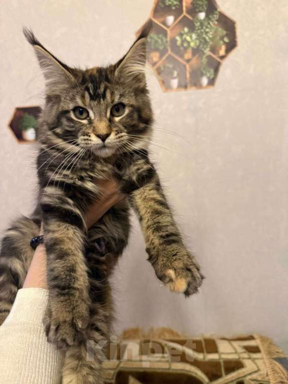 Кошки в Санкт-Петербурге: Котята мейн-кун  Девочка, 35 000 руб. - фото 9