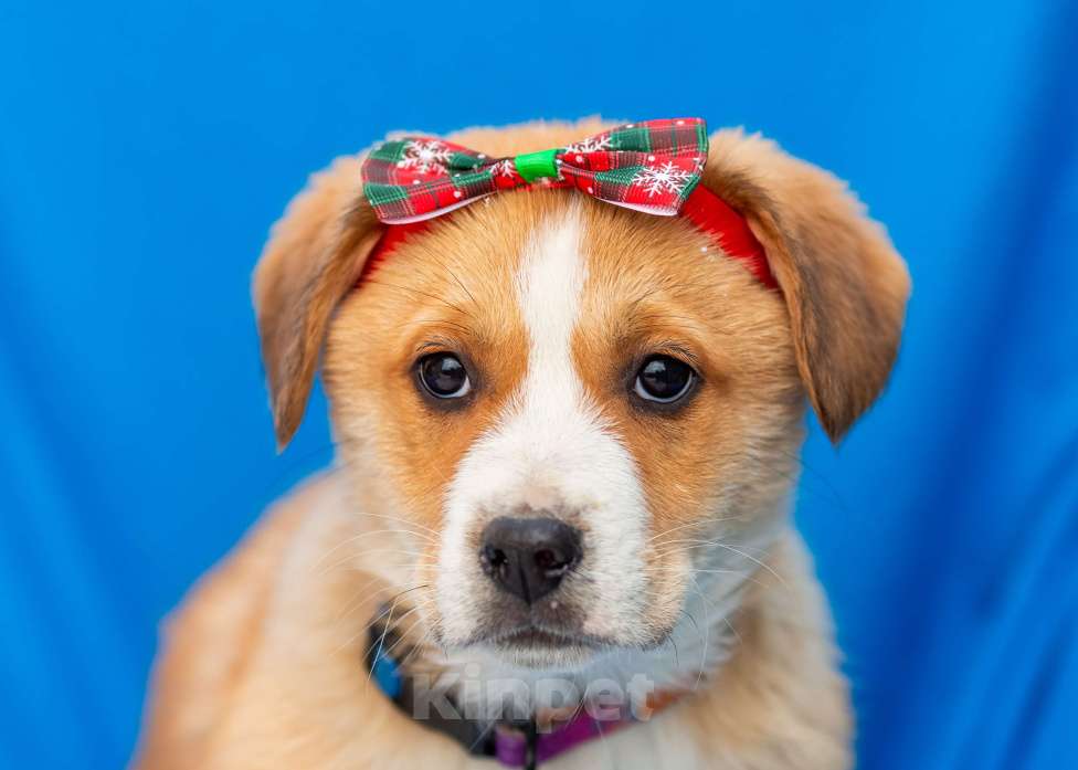 Собаки в других городах Московской области: Щенок Марта в добрые руки Девочка, Бесплатно - фото 1