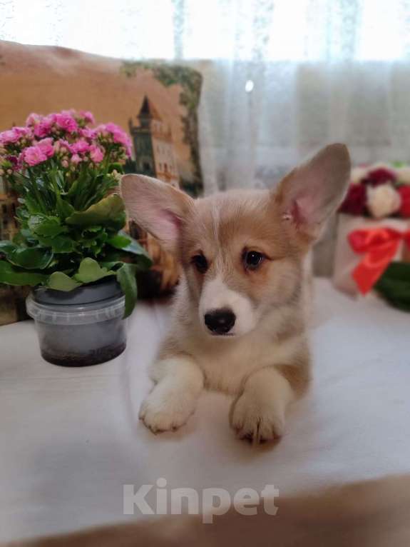 Собаки в Пересвете: Продаётся мальчишка шалунишка🥰 Мальчик, 50 000 руб. - фото 3