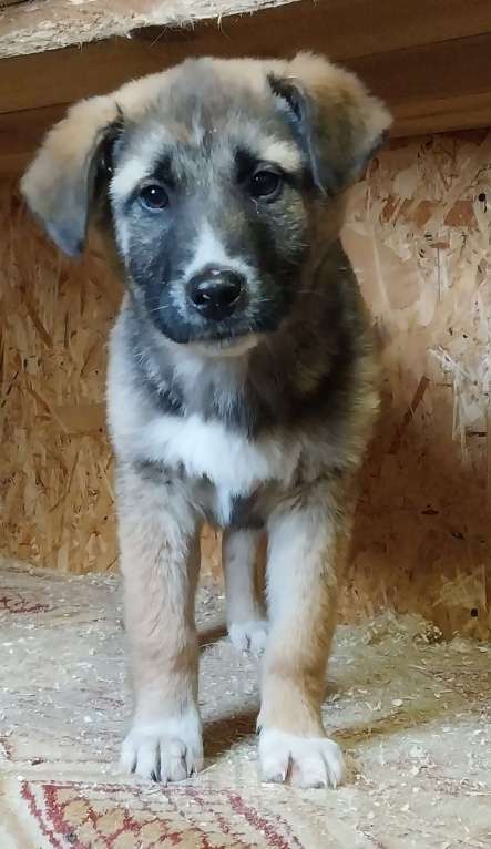 Собаки в Москве: Четыре щенка 4х месяцев ищут дом Мальчик, Бесплатно - фото 5