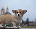 Собаки в Москве: Щенок Вельш Корги Пемброк Девочка, 70 000 руб. - фото 1