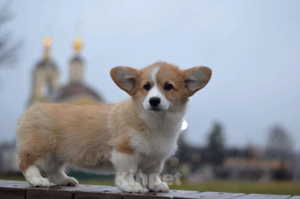 Собаки в Москве: Щенок Вельш Корги Пемброк Девочка, 70 000 руб. - фото 1
