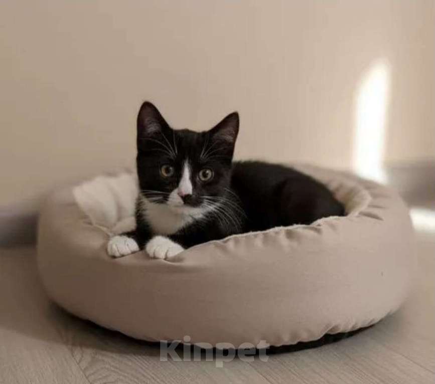 Кошки в Санкт-Петербурге: Прекрасный маркиз котенок в добрые руки Мальчик, Бесплатно - фото 1