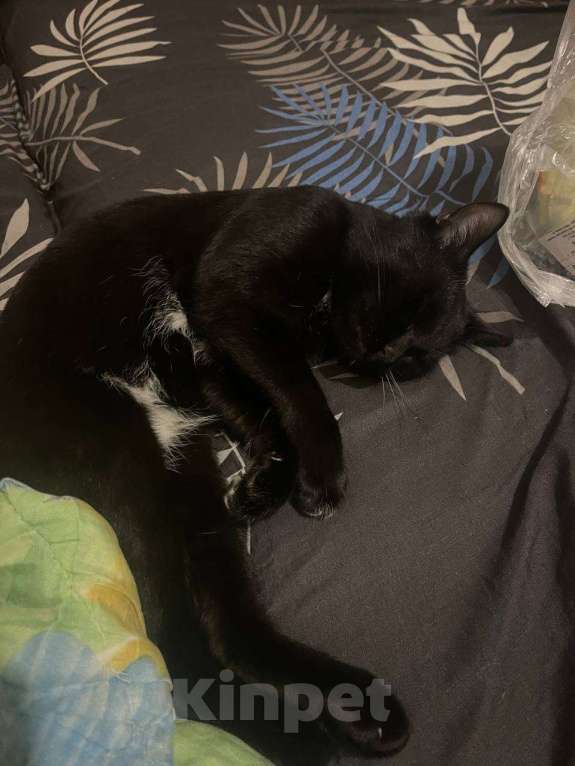 Кошки в Ульяновске: Отдам в добрый руки, двух милых мальчиков) Мальчик, 100 руб. - фото 8