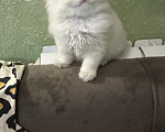 Кошки в Саке: Кошечка!!! Девочка, 25 000 руб. - фото 1