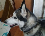 Собаки в Санкт-Петербурге: Найден молодой хаски Мальчик, 1 руб. - фото 1