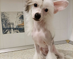 Собаки в Колпино: Щенки китайской хохлатой Мальчик, 18 руб. - фото 2