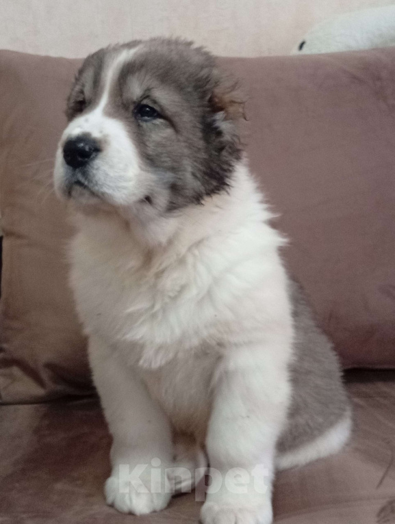 Собаки в Печоре: Щенки САО Девочка, 30 000 руб. - фото 2