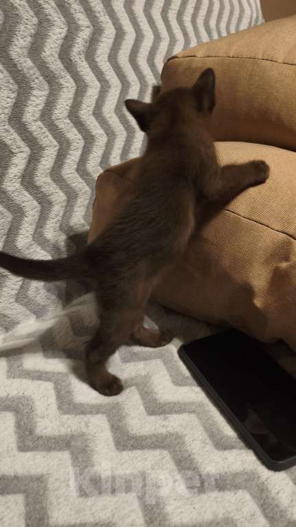 Кошки в Москве: Бурманские котята Мальчик, Бесплатно - фото 3