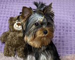 Собаки в Москве: Йоркширский терьер щенок мальчик Мальчик, 55 000 руб. - фото 7