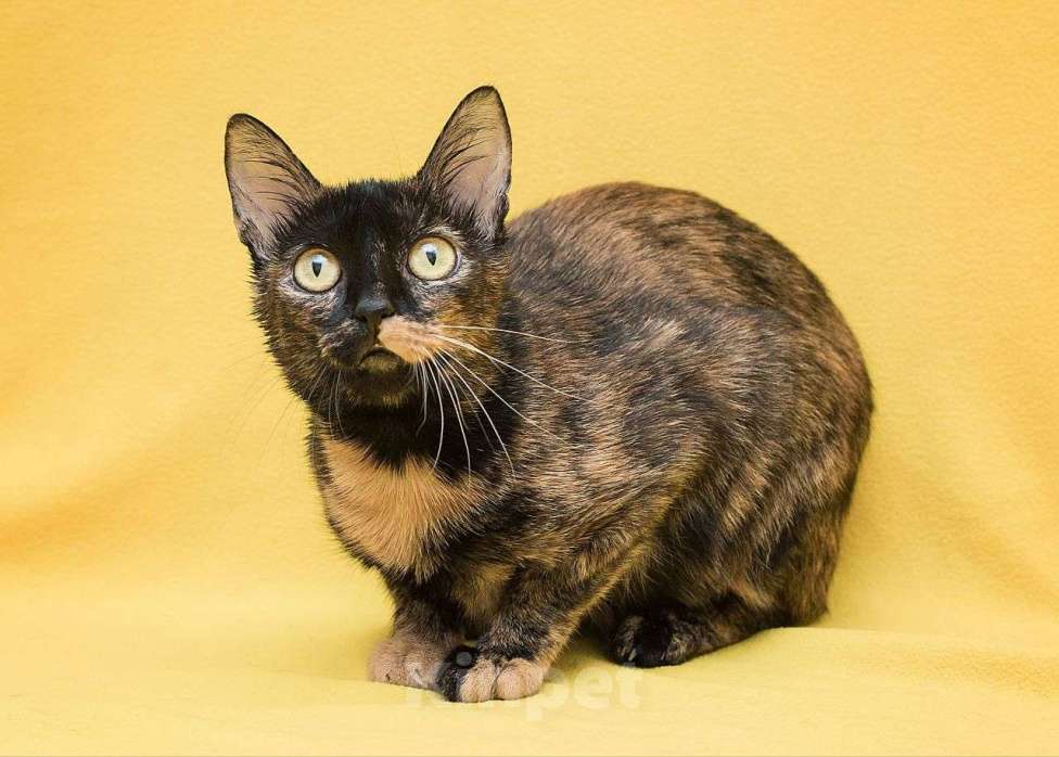 Кошки в Москве: Чья-то незамеченная кошка ищет дом  Девочка, Бесплатно - фото 3