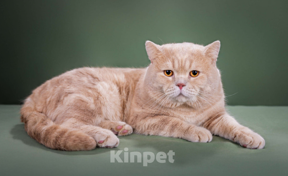 Кошки в Москве: Шотландский прямоухий кот для вязки Мальчик, 35 000 руб. - фото 1