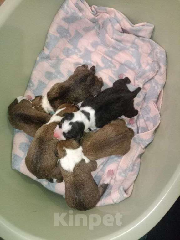 Собаки в Нижнем Новгороде: Басенджи триколор Мальчик, 70 000 руб. - фото 2