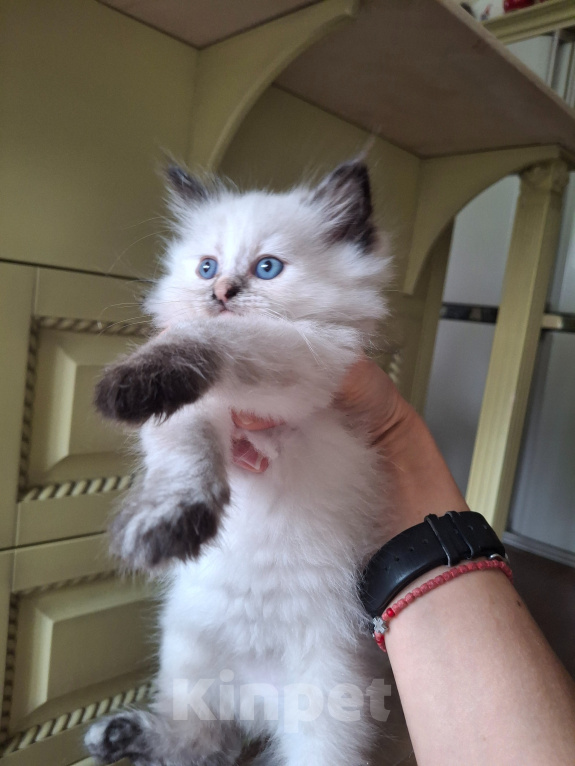 Кошки в Москве: Котенок рэгдолл Девочка, 40 000 руб. - фото 2