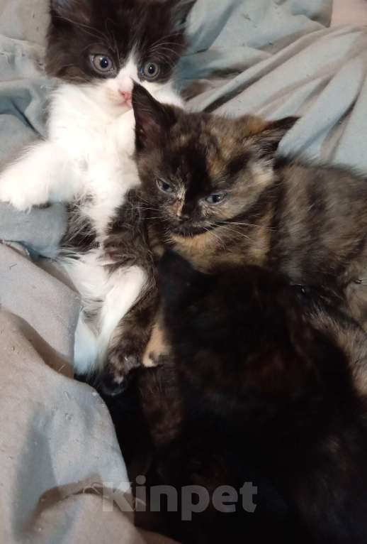 Кошки в Хабаровске: Котята  Девочка, 300 руб. - фото 6