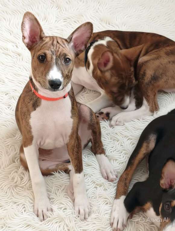 Собаки в Архангельске: Щенок басенджи Девочка, 60 000 руб. - фото 8