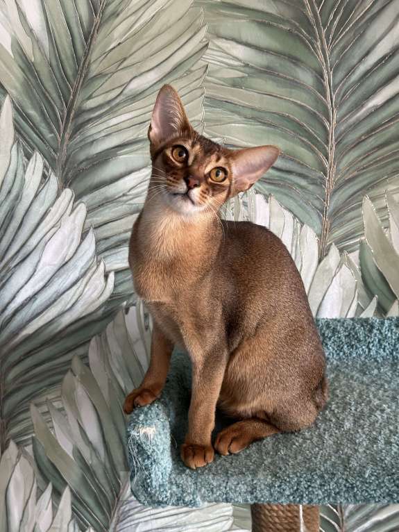 Кошки в Краснодаре: Абиссинский котик Мальчик, 25 000 руб. - фото 4