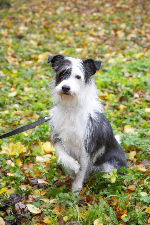 Собаки в Санкт-Петербурге: Собака в добрые руки Девочка, Бесплатно - фото 4