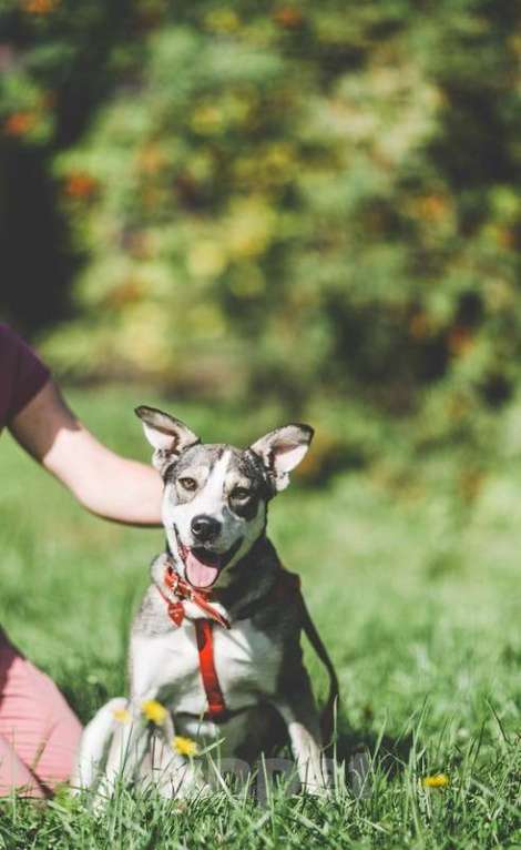 Собаки в Москве: Идеальная диванная собака Ева в приюте. Потеряла надежду найти дом Девочка, Бесплатно - фото 7
