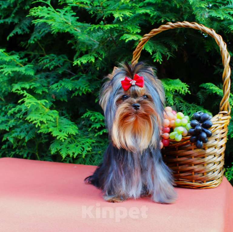 Собаки в Подольске: ЩЕНКИ ЙОРКШИРСКОГО ТЕРЬЕРА Девочка, 100 000 руб. - фото 2