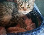 Кошки в Калуге: Котёнок в добрые руки Девочка, Бесплатно - фото 7
