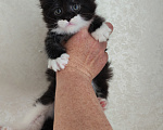 Кошки в Люберцах: Котенок мейн-кун Мальчик, 50 000 руб. - фото 2
