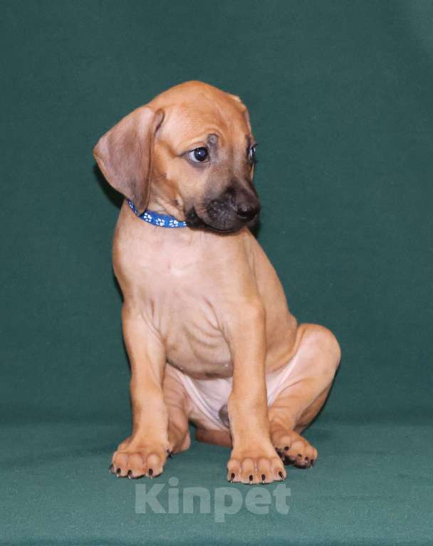 Собаки в Москве: Мальчик Родезийского Риджбека  Мальчик, 100 000 руб. - фото 4