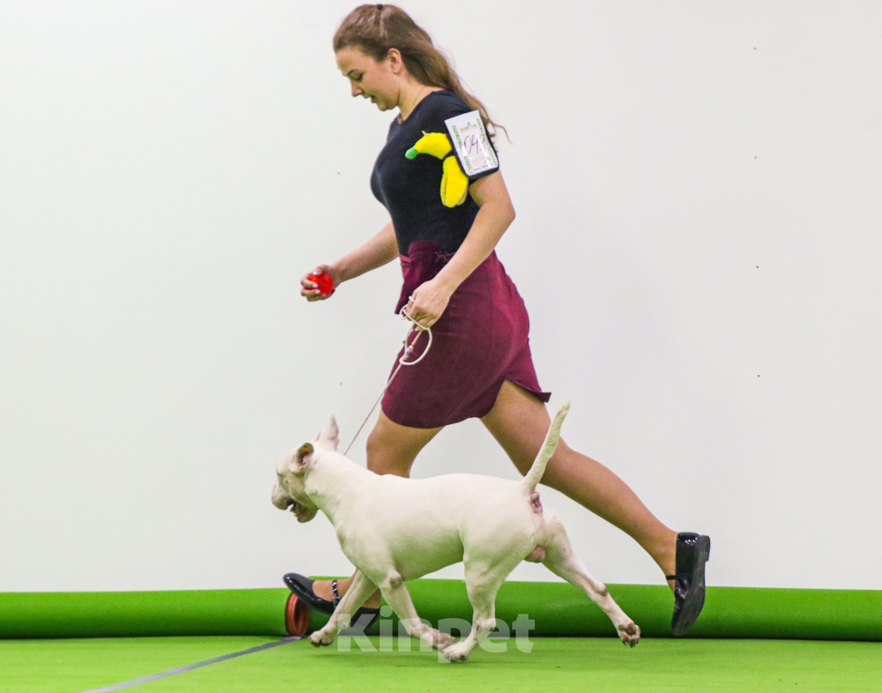 Собаки в Краснодаре: Предлагается кобель для вязки Мальчик, Бесплатно - фото 2