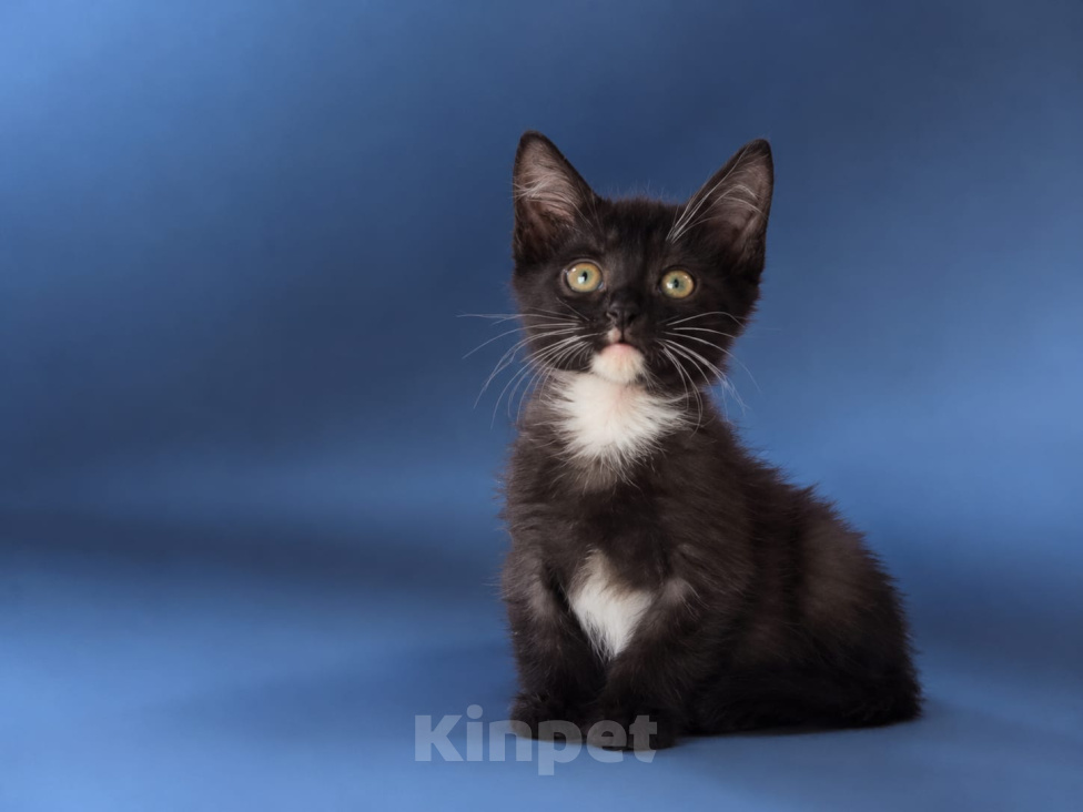 Кошки в Лобне: 🐾Кэш ищет дом🐾 Мальчик, Бесплатно - фото 1