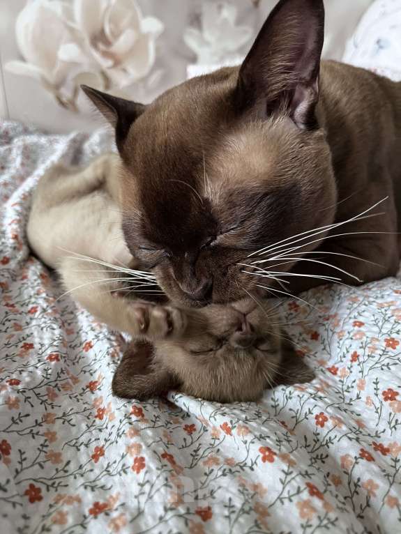 Кошки в Казани: Кот Бурмы Мальчик, 50 000 руб. - фото 5