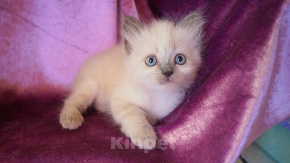 Кошки в Краснодаре: Невские маскарадные котята кошечка кот Девочка, 23 000 руб. - фото 1