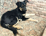 Собаки в Бронницах: Девочка 3 месяца Девочка, 1 руб. - фото 5
