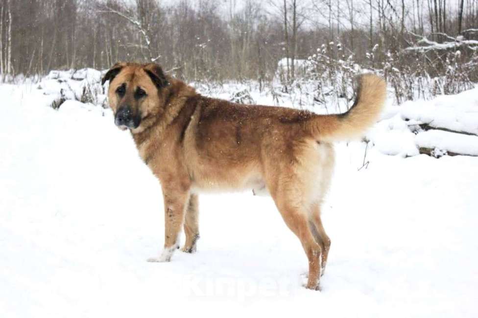 Собаки в Раменском: Парень Салли ищет дом Мальчик, Бесплатно - фото 4