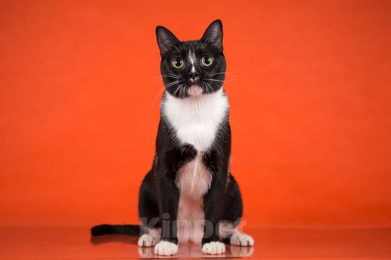 Кошки в Москве: Смышленый, ласковый молодой котик Ося ищет семью Мальчик, Бесплатно - фото 6