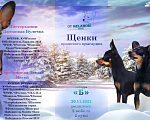 Собаки в Москве: щенки пражского крысарика Мальчик, 75 000 руб. - фото 1