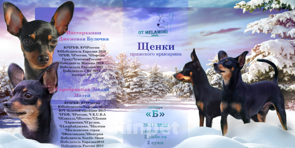 Собаки в Москве: щенки пражского крысарика Мальчик, 75 000 руб. - фото 1