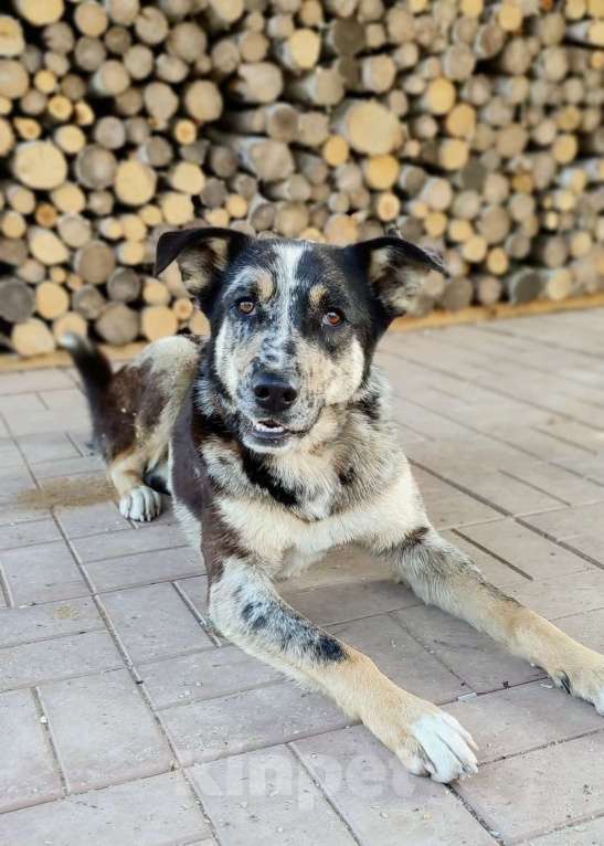 Собаки в Москве: Умнейший пёс окраса мерль Генри в добрые руки Мальчик, 1 руб. - фото 3