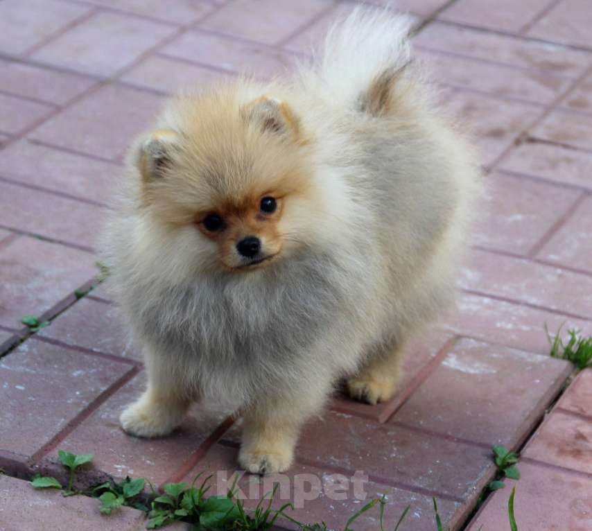 Собаки в Раменском: Девочка шпица Девочка, 40 000 руб. - фото 3