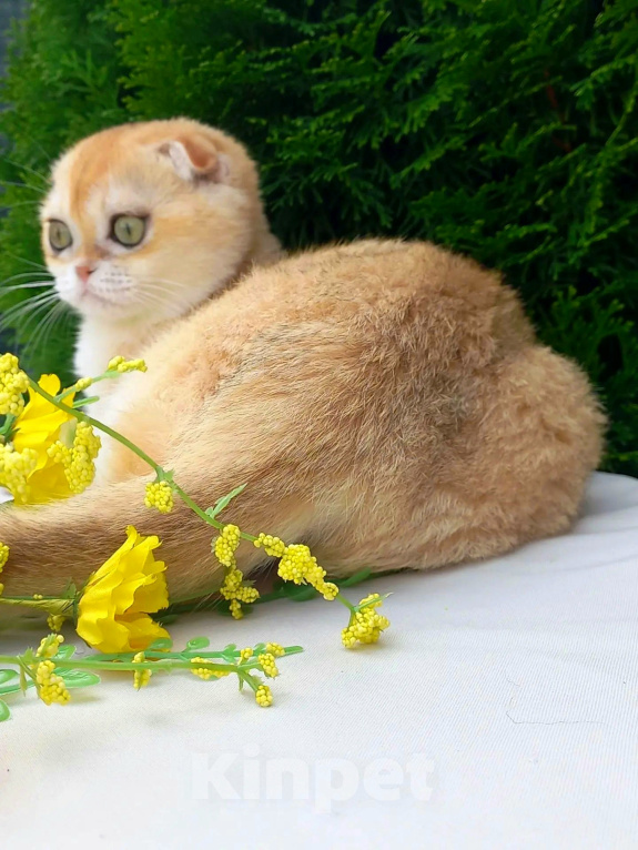 Кошки в Краснодаре: Шотландская вислоухая золотая шиншилла девочка Девочка, 35 000 руб. - фото 3