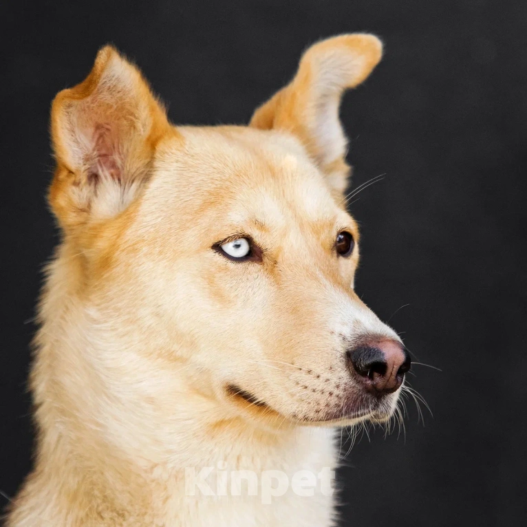 Собаки в Москве: Разноглазая собака в добрые руки Девочка, Бесплатно - фото 5