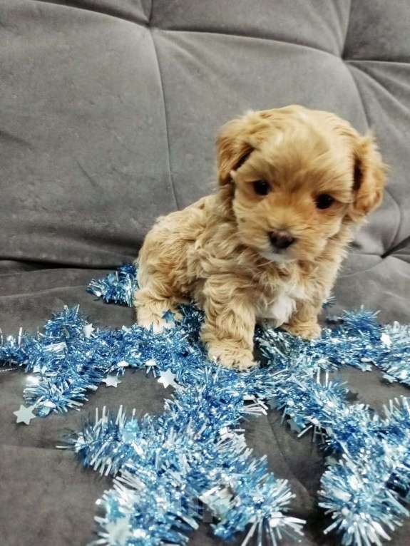 Собаки в Лиски: Мальтипу F1 мини Мальчик, 60 000 руб. - фото 4