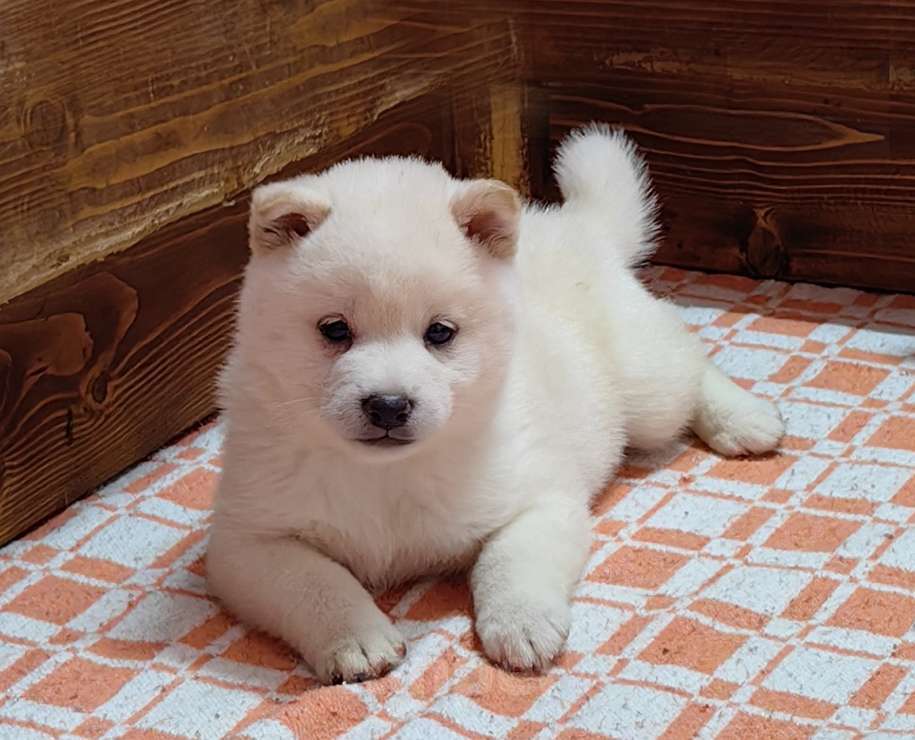 Собаки в Москве: Белые Сиба ину (Шиба ину) - девочка. Девочка, 80 000 руб. - фото 5