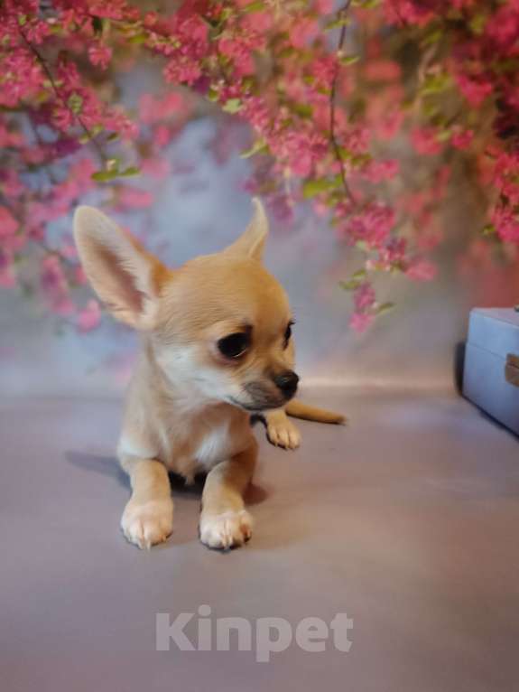 Собаки в Москве: Ласковый и нежный мачо Мальчик, 35 000 руб. - фото 3