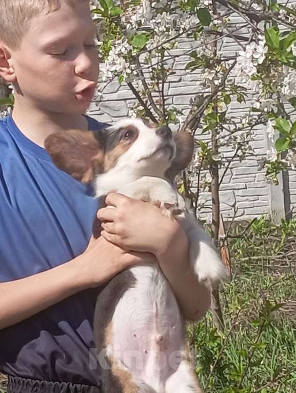 Собаки в Белгороде: Вельш-корги кардиган щенки Мальчик, 40 000 руб. - фото 7