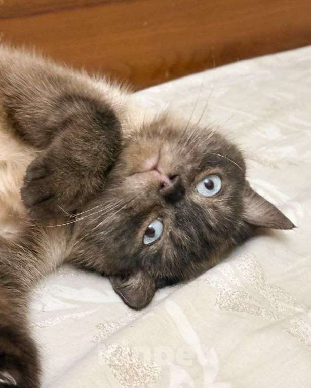 Кошки в Москве: Тайская кошечка ищет дом Девочка, Бесплатно - фото 2