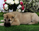 Собаки в Шахте: щенки алабая Мальчик, 25 000 руб. - фото 4