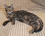 Кошки в Москве: Марсик , маленький полосатый котик-подросток, который очень ждёт своего человека Мальчик, Бесплатно - фото 4