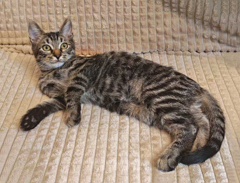 Кошки в Москве: Марсик , маленький полосатый котик-подросток, который очень ждёт своего человека Мальчик, Бесплатно - фото 4