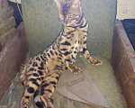 Кошки в Североморске: Вязка, 5 000 руб. - фото 5