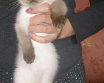 Кошки в Симферополе: Тайский, котенок принц , 15 000 руб. - фото 2